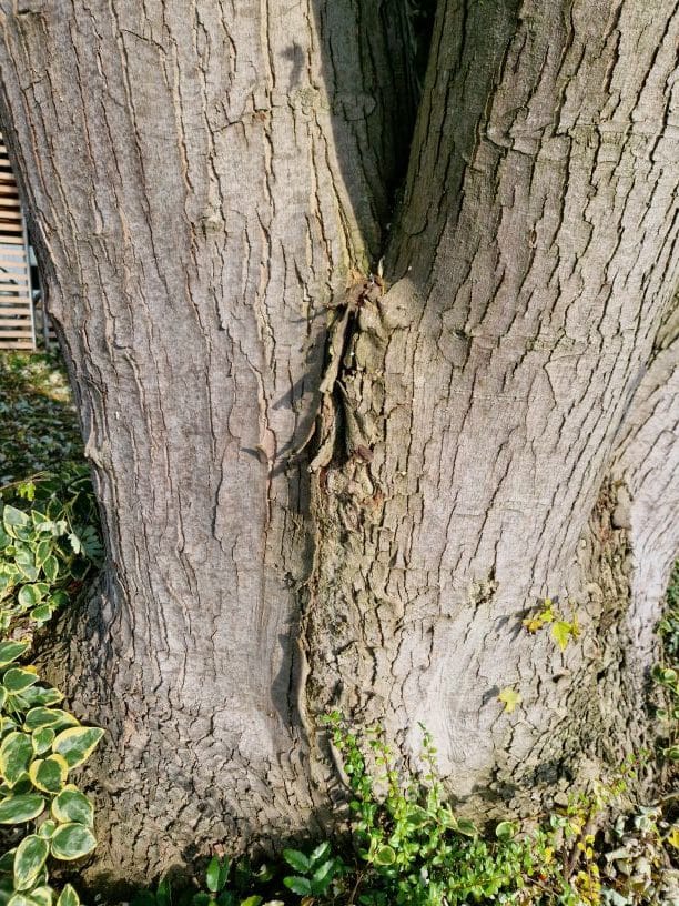 forked branch