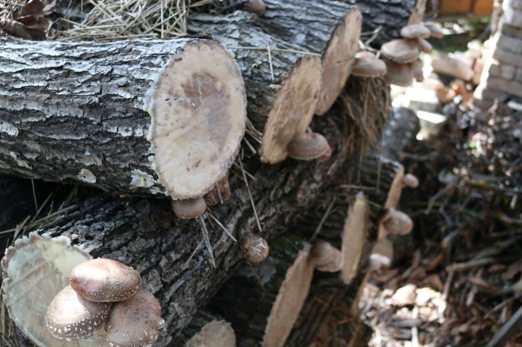 Shiitake am Baumstamm