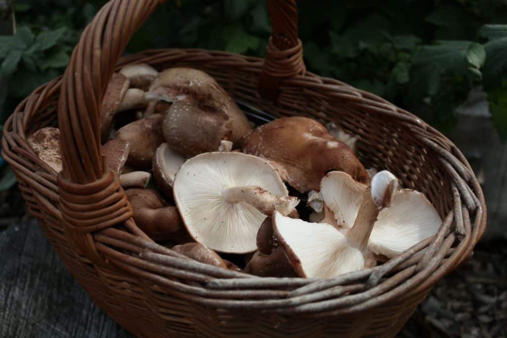 Shiitake Pilze