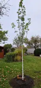 Baumpflanzen Gänserndorf