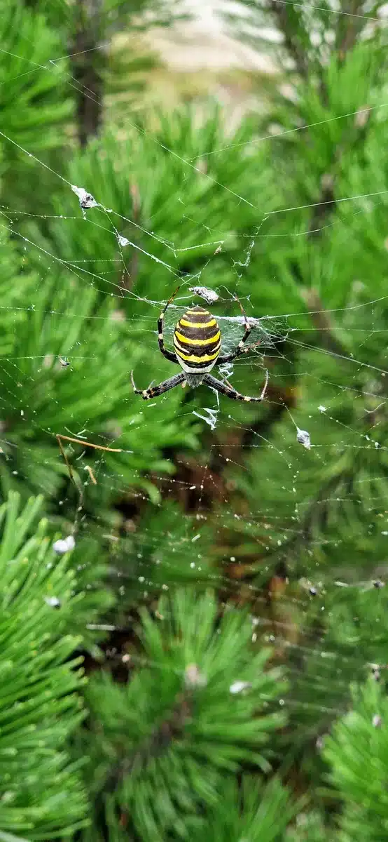 Spinne im Garten