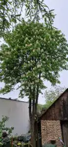 Kastanie Enzersdorf bei Staatz