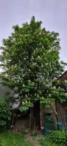 Kastanie Enzersdorf bei Staatz