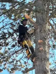 Kiefer Neudorf i.W Pflege