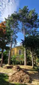 Fällung Kiefer Wien