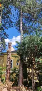 Kiefer Fällung Wien