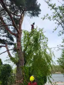 Kiefer Abseilen Bezirk Tulln an der Donau