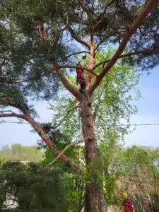 Klosterneuburg Donau Kiefer Bezirk Tulln