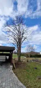 Linde Prinzendorf ad Zaya