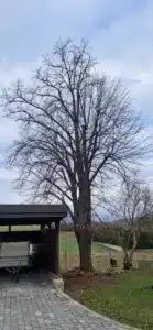 Linde Prinzendorf an der Zaya