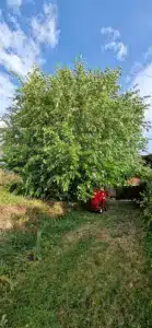 Maulbeere Schrattenberg Bezirk Mistelbach