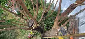 Maulbeere alte kappungen