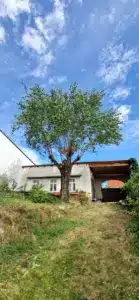 Maulbeere Schrattenberg