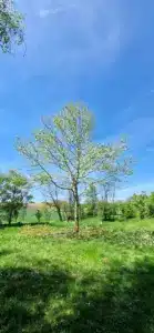 Platane Seefeld Bezirk Hollabrunn