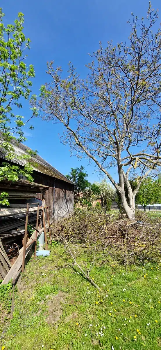 Walnuss Enzersdorf bei Staatz