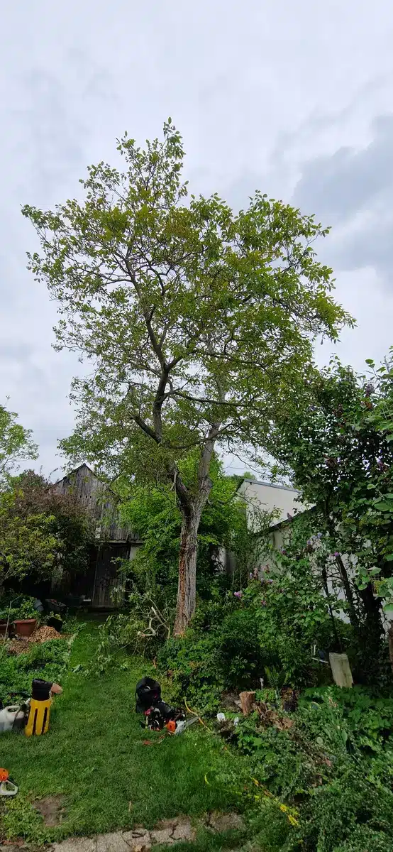 Walnuss Enzersdorf bei Staatz bezirk Mistelbach