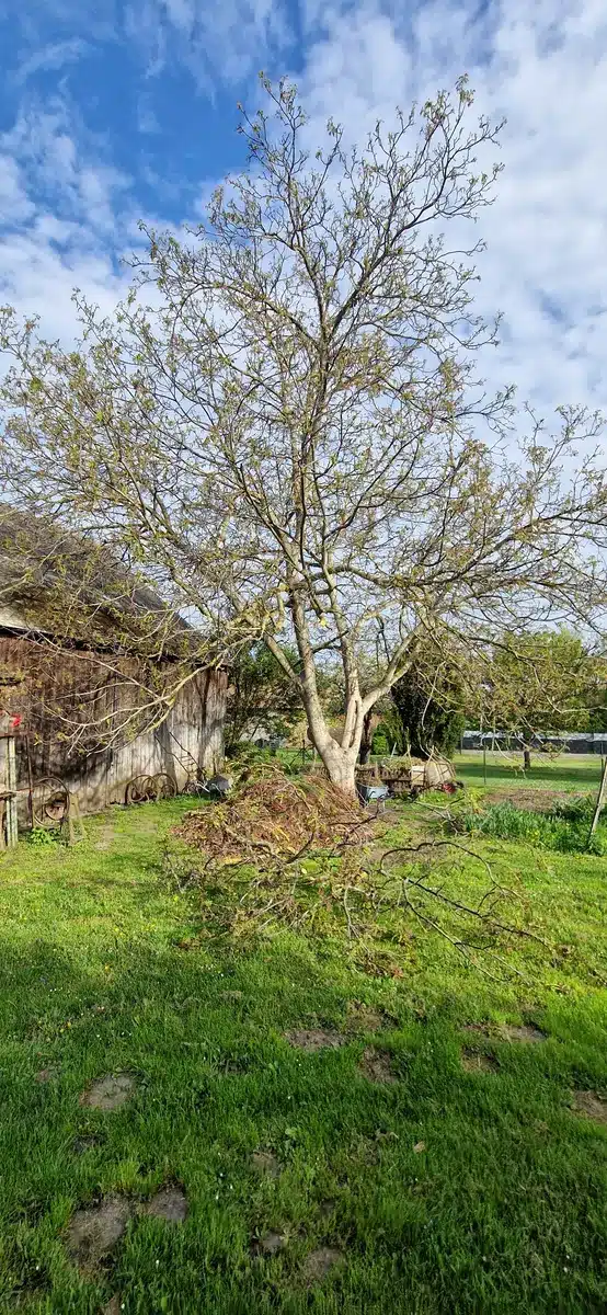 Walnuss Enzersdorf bei Staatz