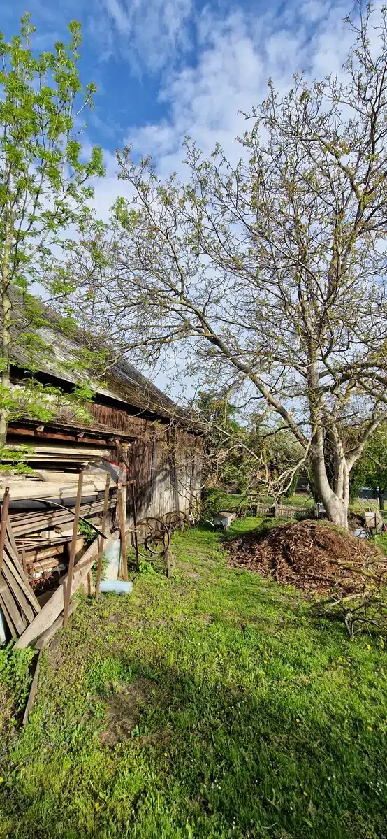 Walnuss Enzersdorf bei Staatz