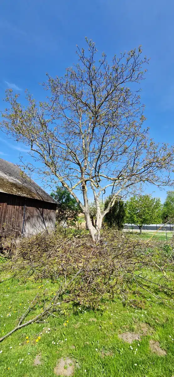 Walnuss Enzersdorf bei Staatz
