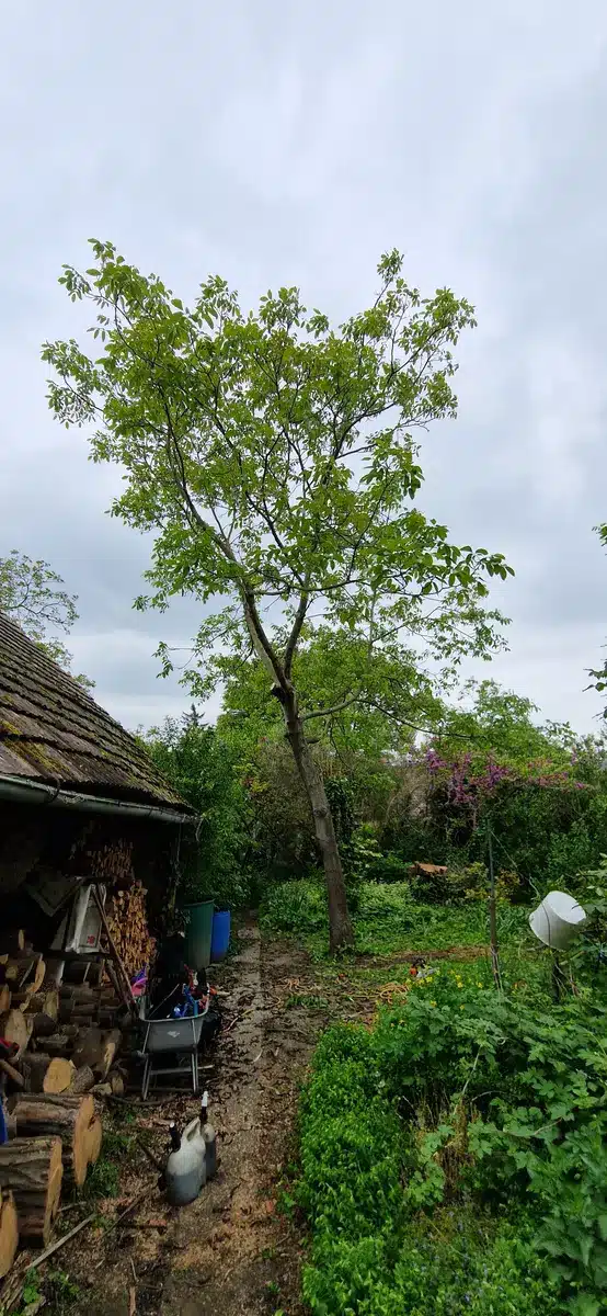 Walnuss Enzersdorf bei Staatz