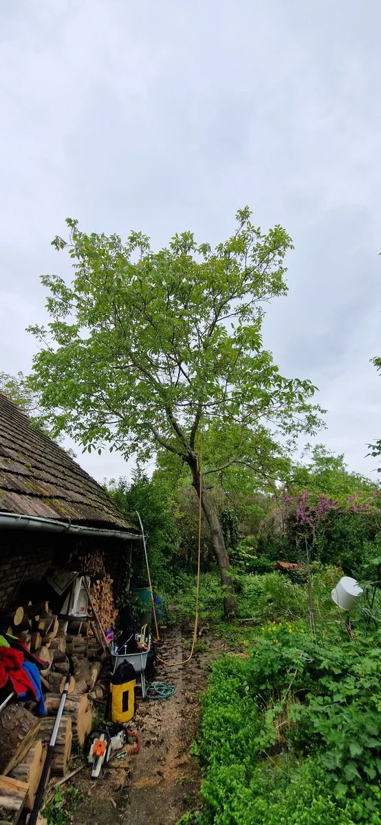 Walnuss Enzersdorf bei Staatz Bezirk Mistelbach