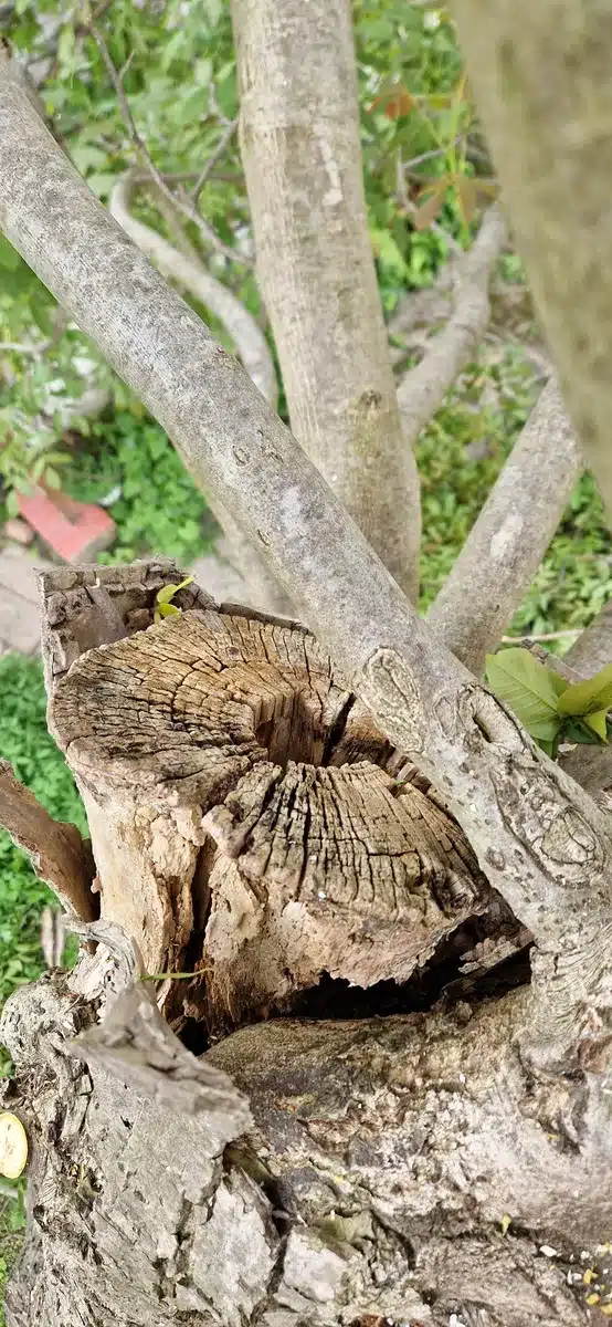 Alte Kappung Walnuss