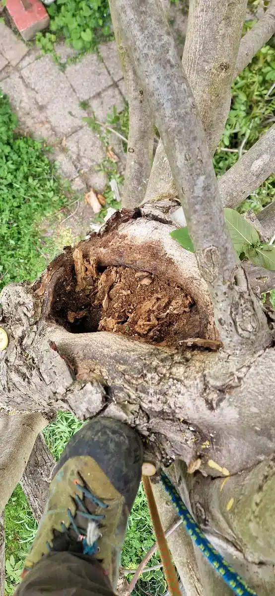 Alte Kappung Walnuss