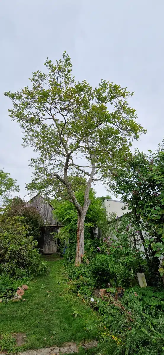 Walnuss Enzersdorf bei Staatz