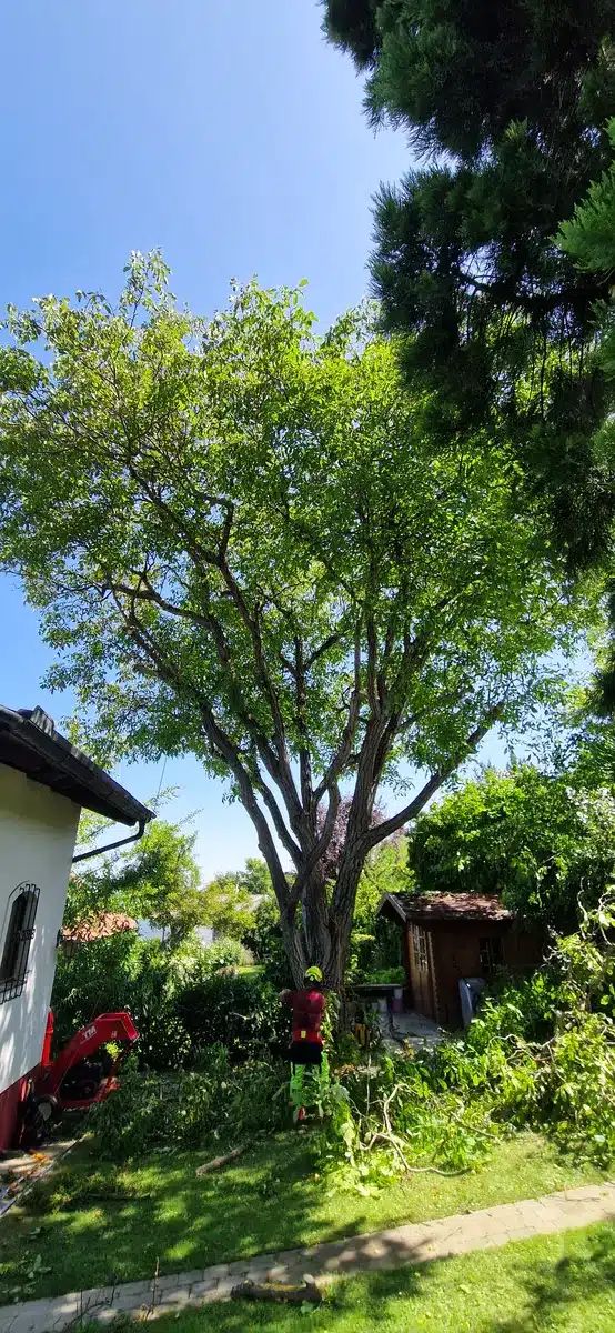 Walnuss Klosterneuburg Bezirk Tulln