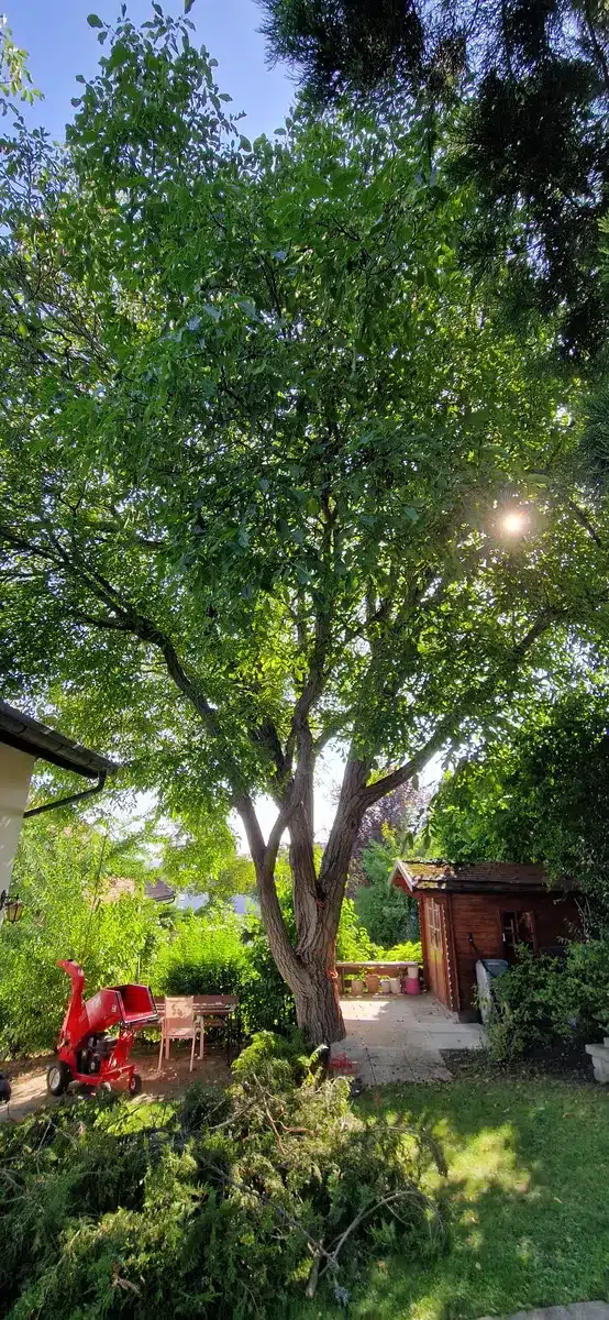 Walnuss Klosterneuburg