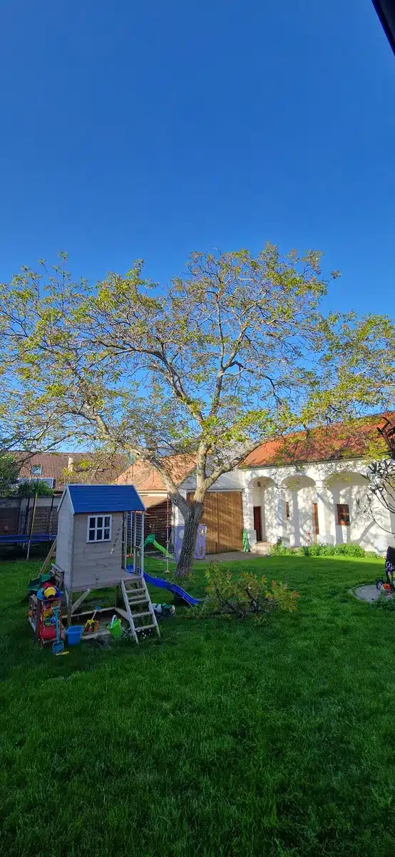 Walnuss Neudorf im Weinviertel