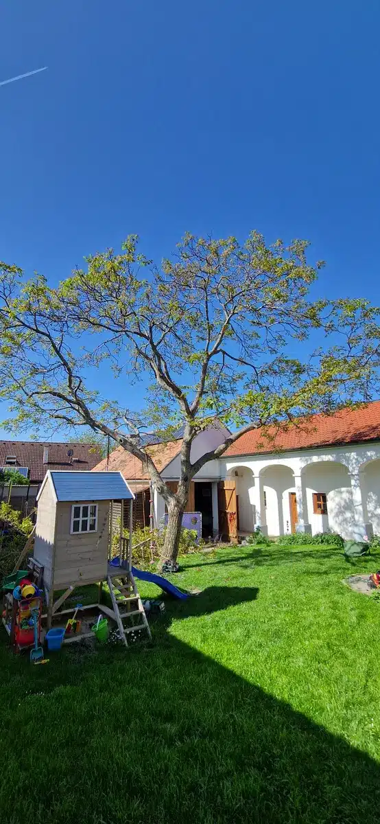 Walnuss Neudorf im Weinviertel