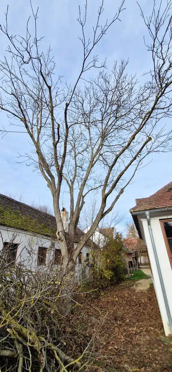 Walnuss Niedersulz Bezirk Mistelbach